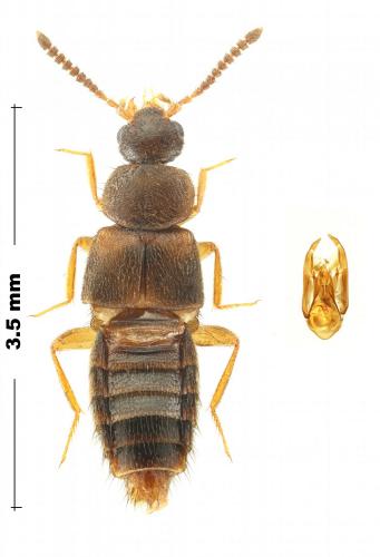 Réf. 273 409 : Aleocharinae inconnu